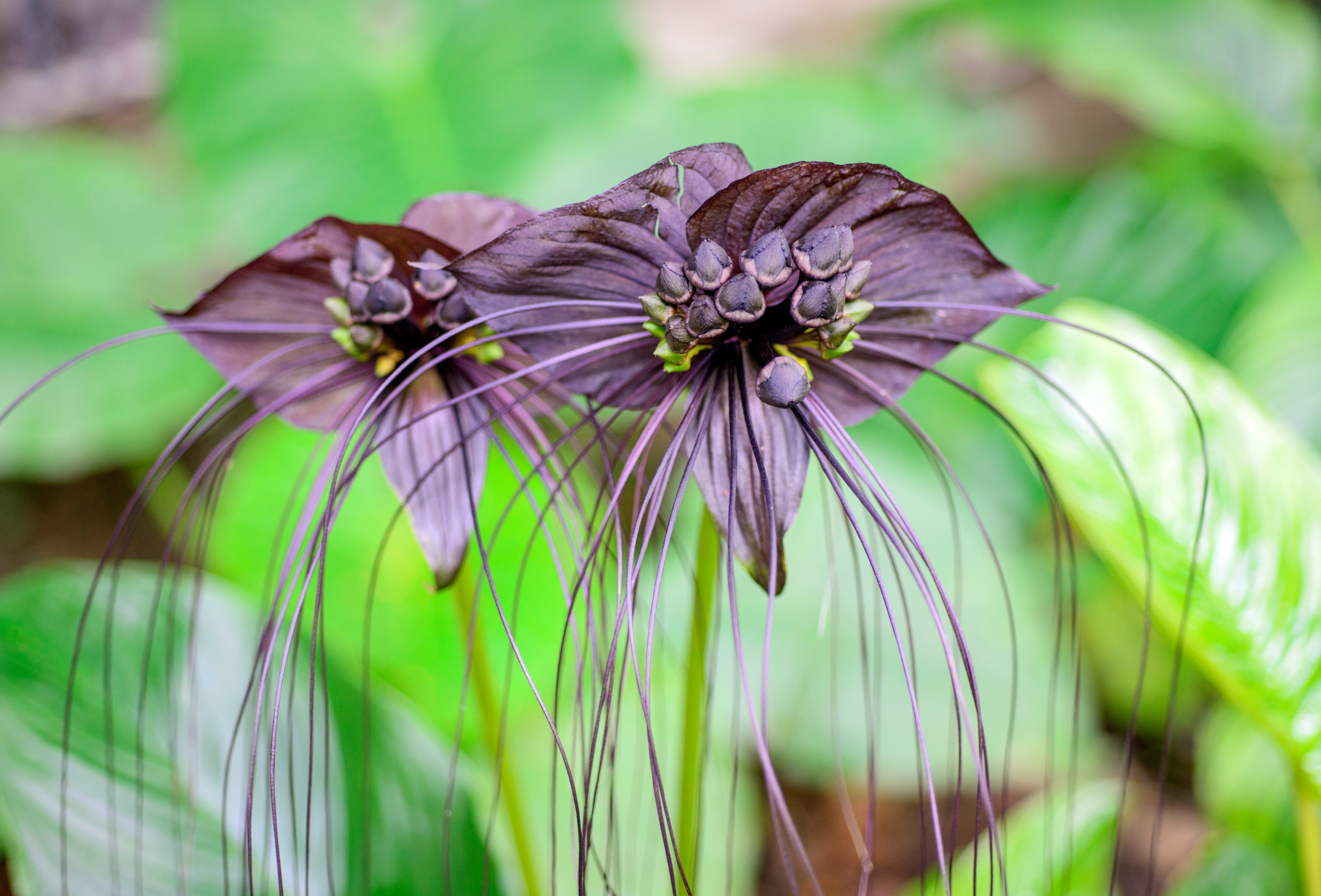 Image of a black bat flower