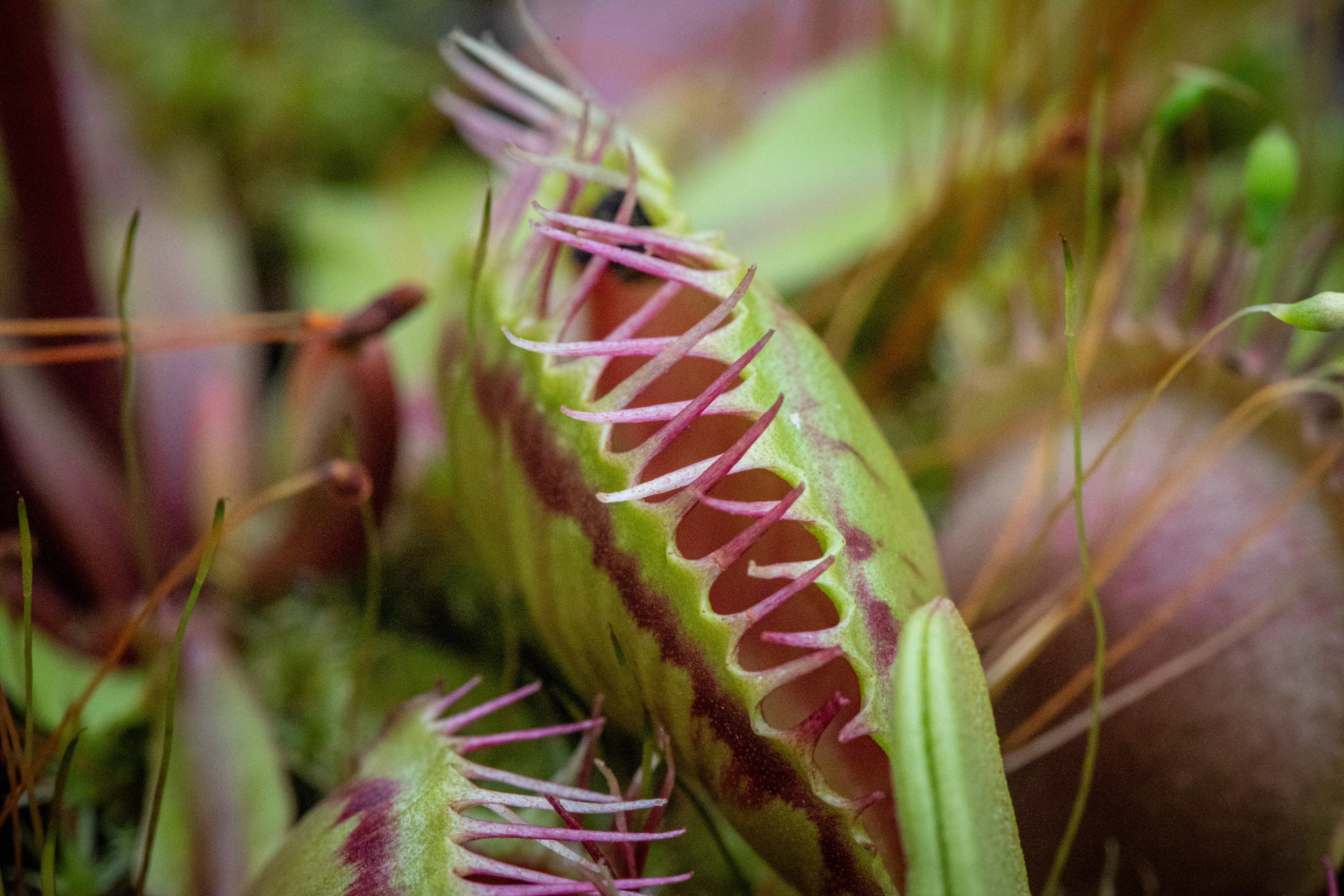 Image of a venus fly trap