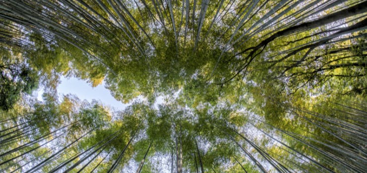 Looking up at the sky thru a bamboo forest in a mindful exercise of being present