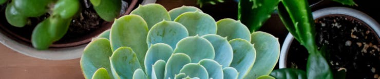 Lula’s Garden offers beautiful holiday gift succulents